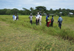 Lodged rice field in the Solomon Islands