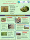 FAO SRI poster (Afghanistan)