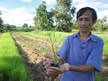 Koma with 17-day-old seedling at Battambang