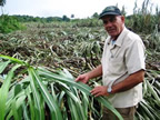 Leaves of 14 month cane