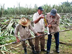 Measuring the sugarcane in Bahia Honda