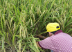SRI/SICA rice crop in Ecuador