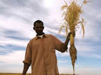 Harouna with SRI rice plant in Mali