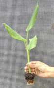 40 day old turmeric tranplant